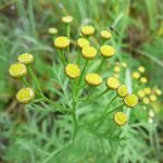 Blomstrende urter i engen, 4. aug. 2016 (1)
