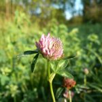 Blomstrende urter i engen, 4. aug. 2016 (10)