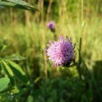 Blomstrende urter i engen, 4. aug. 2016 (11)