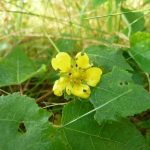 Blomstrende urter i engen, 4. aug. 2016 (12)