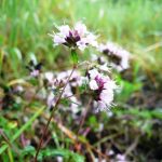 Blomstrende urter i engen, 4. aug. 2016 (14)