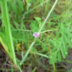 Blomstrende urter i engen, 4. aug. 2016 (15)
