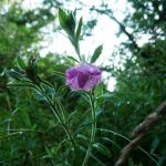 Blomstrende urter i engen, 4. aug. 2016 (16)