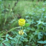 Blomstrende urter i engen, 4. aug. 2016 (17)