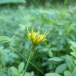Blomstrende urter i engen, 4. aug. 2016 (18)