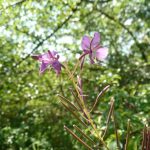 Blomstrende urter i engen, 4. aug. 2016 (20)