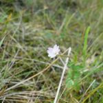 Blomstrende urter i engen, 4. aug. 2016 (21)