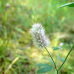Blomstrende urter i engen, 4. aug. 2016 (22)
