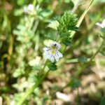 Blomstrende urter i engen, 4. aug. 2016 (24)