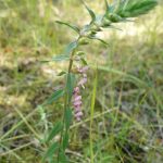 Blomstrende urter i engen, 4. aug. 2016 (25)