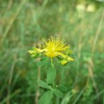 Blomstrende urter i engen, 4. aug. 2016 (26)