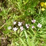 Blomstrende urter i engen, 4. aug. 2016 (27)