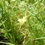 Blomstrende urter i engen, 4. aug. 2016 (28)
