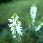Blomstrende urter i engen, 4. aug. 2016 (4)