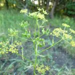 Blomstrende urter i engen, 4. aug. 2016 (5)