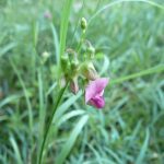 Blomstrende urter i engen, 4. aug. 2016 (7)