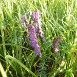 Blomstrende urter i engen, 4. aug. 2016 (9)
