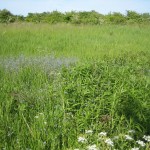 Canadisk gyldenris på Tippen, juni 2015 (11)