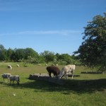 Får og alpakaer på Tippen, juni 2015 (15)