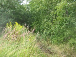 Før-billede fra Sommerfugleengen, aug. 2015. Før-billede fra Sommerfugleengen, aug. 2015.
