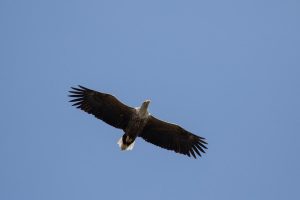 havorn-over-sommerfugleengen-jens-foto