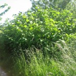 Japansk pileurt på Tippen, juni 2015 (4)