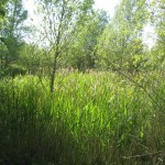 Vandhul på Tippen, juni 2015 (17)