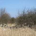 faar-paa-sydhavnstippen-092