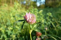 Blomstrende-urter-i-engen-4.-aug.-2016-10
