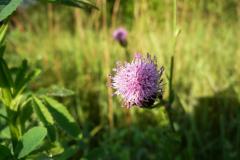 Blomstrende-urter-i-engen-4.-aug.-2016-11