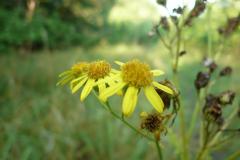 Blomstrende-urter-i-engen-4.-aug.-2016-13
