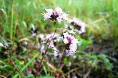 Blomstrende-urter-i-engen-4.-aug.-2016-14