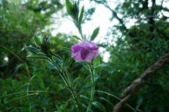 Blomstrende-urter-i-engen-4.-aug.-2016-16