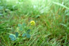 Blomstrende-urter-i-engen-4.-aug.-2016-19