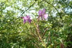Blomstrende-urter-i-engen-4.-aug.-2016-20