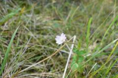 Blomstrende-urter-i-engen-4.-aug.-2016-21
