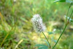 Blomstrende-urter-i-engen-4.-aug.-2016-22