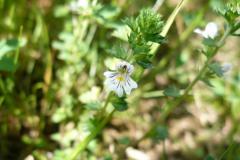 Blomstrende-urter-i-engen-4.-aug.-2016-24