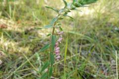 Blomstrende-urter-i-engen-4.-aug.-2016-25