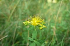 Blomstrende-urter-i-engen-4.-aug.-2016-26