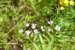 Blomstrende-urter-i-engen-4.-aug.-2016-27