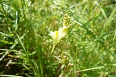 Blomstrende-urter-i-engen-4.-aug.-2016-28