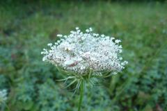 Blomstrende-urter-i-engen-4.-aug.-2016-3