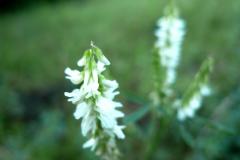 Blomstrende-urter-i-engen-4.-aug.-2016-4