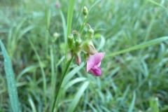 Blomstrende-urter-i-engen-4.-aug.-2016-7