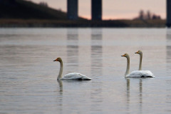 Sangsvaner. Fotograf Jens Hyldstrup Larsen.