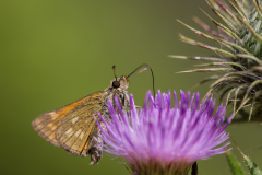 Stor bredpande, Sommerfugleengen. Fotograf: Jens Hyldstrup.