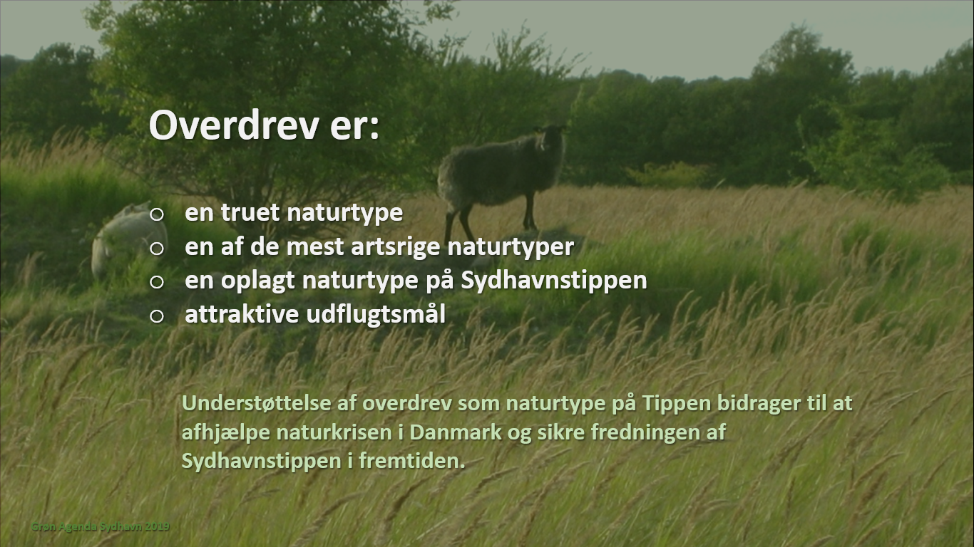 Naturplan for Sydhavnstippen 2019, side 4