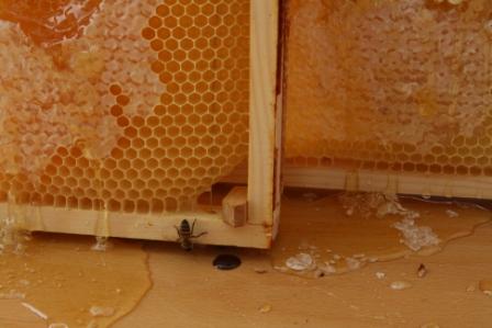honningtavle web