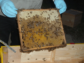 Tavle med bier og honningceller